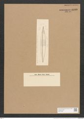 Nitzschia majuscula Grun. (de-Toni-Nr.: Genus 47, Species 2080) Zeichnungen Sammlung Grunow Nr. 4119 (NHMW-BOT-W0371987)
